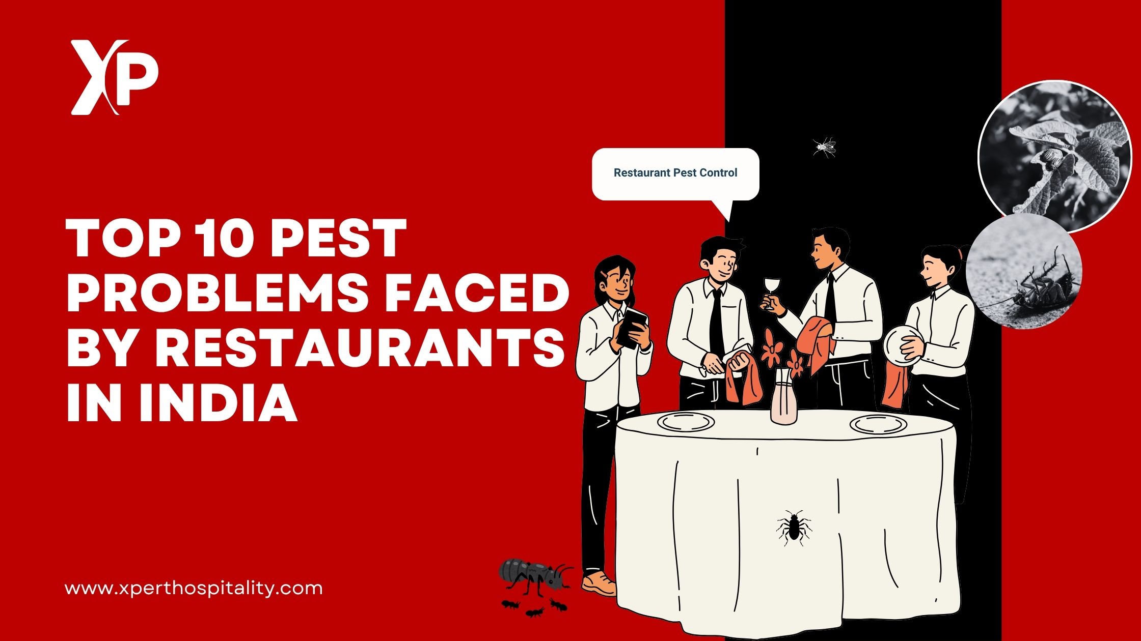 Top 10 Pest Problems Faced by Restaurants in India