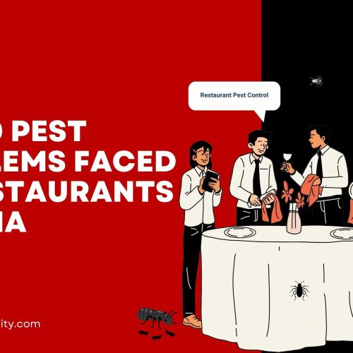 Top 10 Pest Problems Faced by Restaurants in India